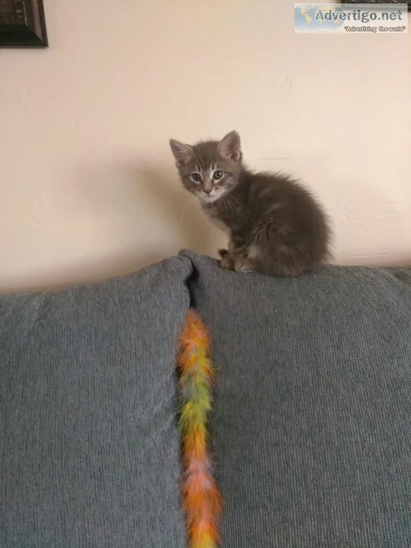 Kitten (Lily)