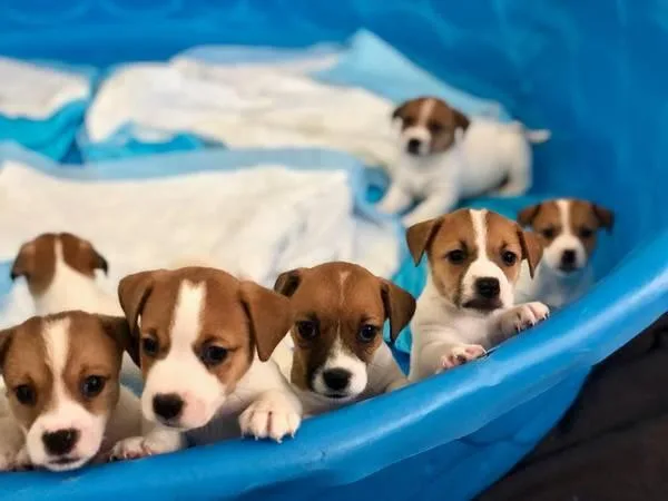Beautiful jack russle pups