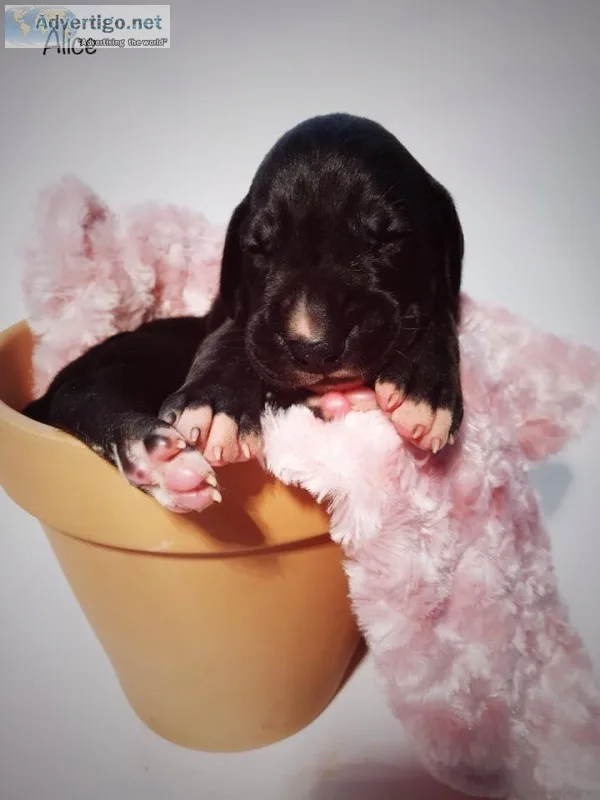 Great Dane Puppies