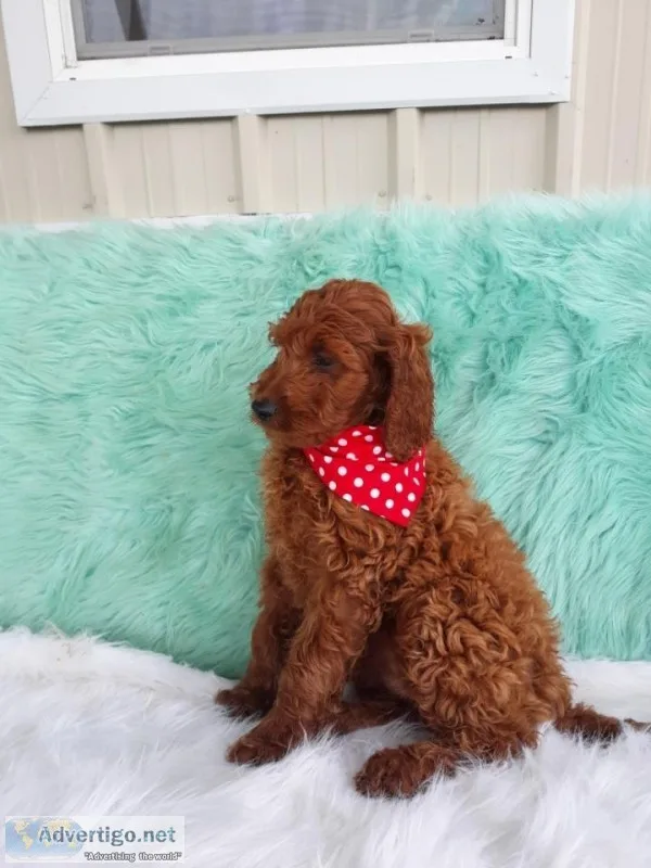 Irishdoodle Beautiful 12 weeks old female