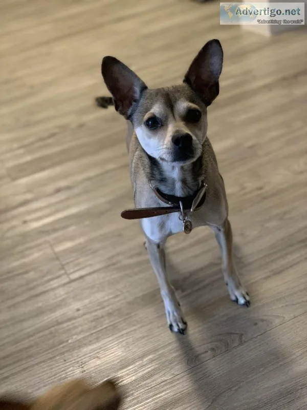 Chihuahua Mix Needs a Loving Home