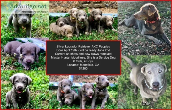 Silver AKC puppies