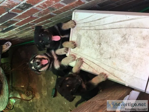 German Shepherd puppies