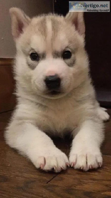 Male  Female Siberian Husky Puppies