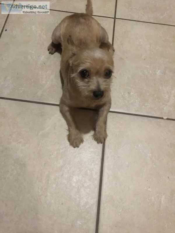 Yorki-poo and dachshund mix