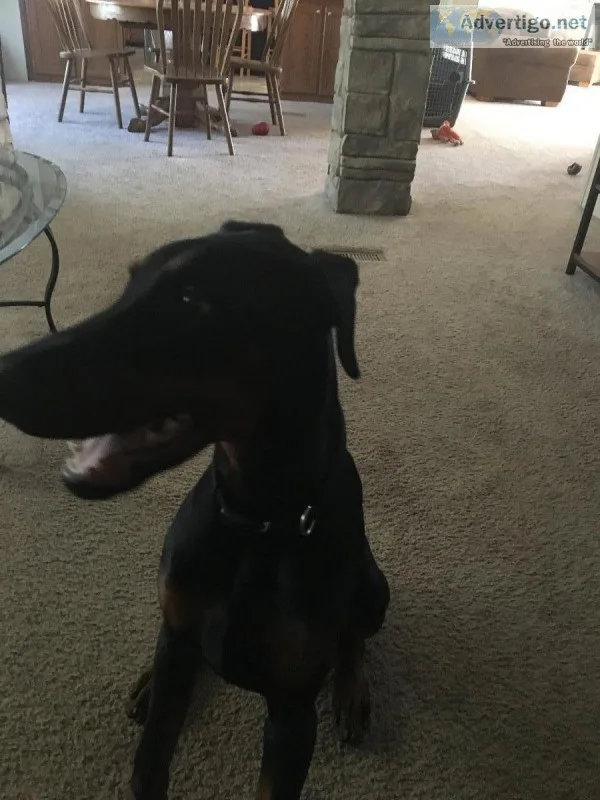 Doberman puppy for sale with large crate
