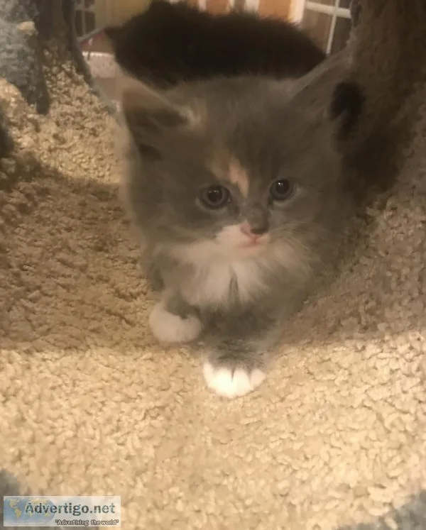 2 Adorable Kittens