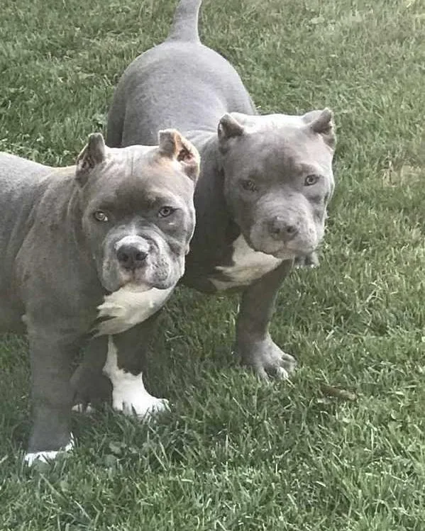 Pocket Bullies