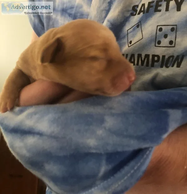 Mini Dachshund