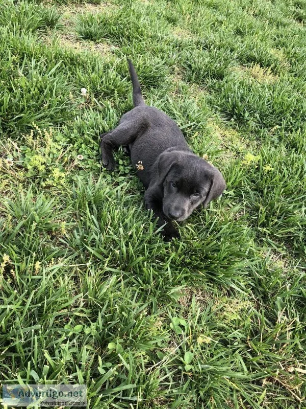 AKC Charcoal Labrador Retriever Puppies for Sale