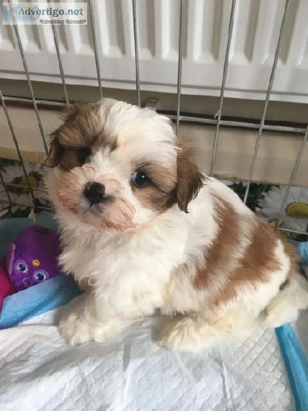 Shih Tsu