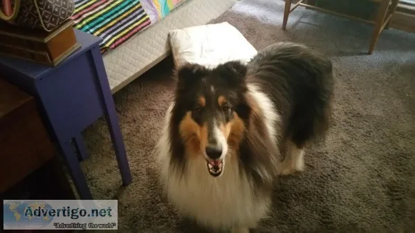 AKC Rough Collie