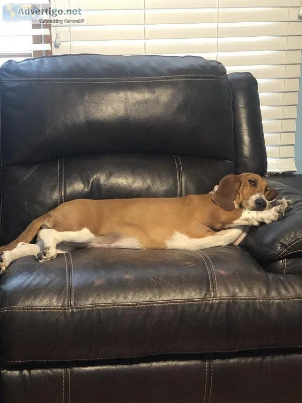 Purebred Basset Hound