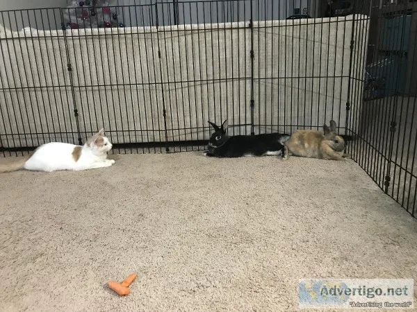 Two female rabbits
