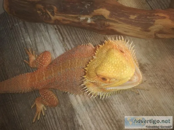 Male 14 barbata bearded dragon hybrid