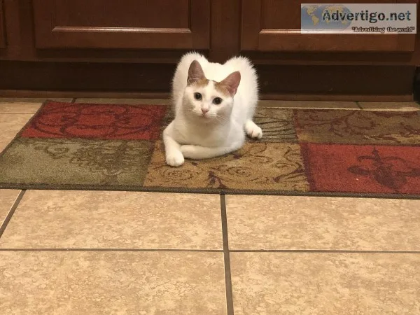8 month old Cat