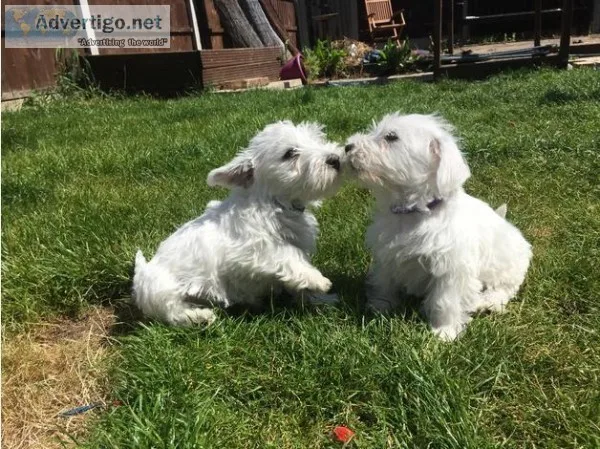 beautiful westhighland terrier puppies