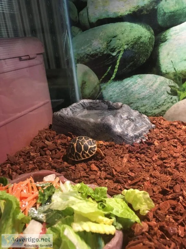 Indian Star tortoise baby