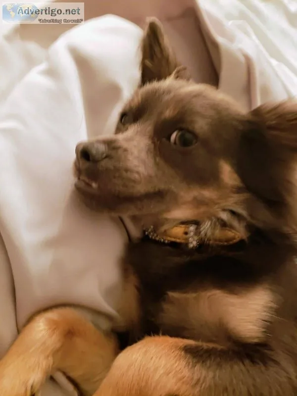 Chihuahua Papillon