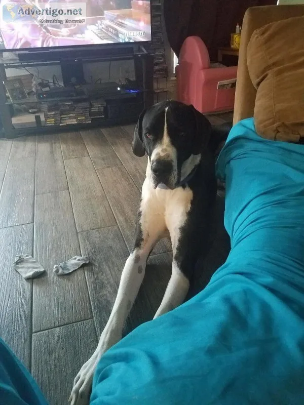 Male Great Dane