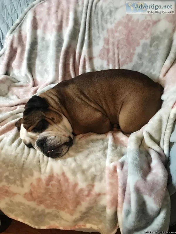 English bulldog 3 years old