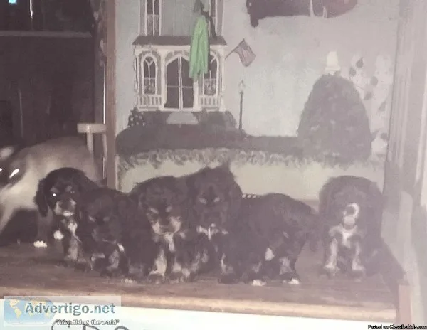 AMERICAN COCKER SPANIELS
