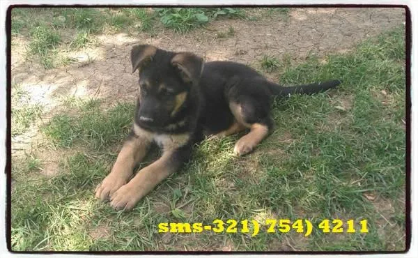 Akc registered German Shepherd puppies