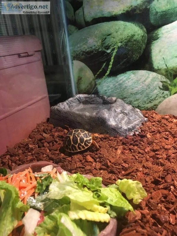 Indian Star tortoise baby