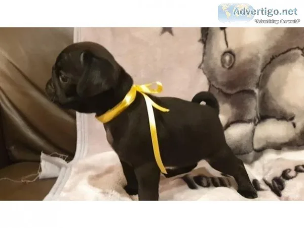 READY NOW Gorgeous KC black pug puppies