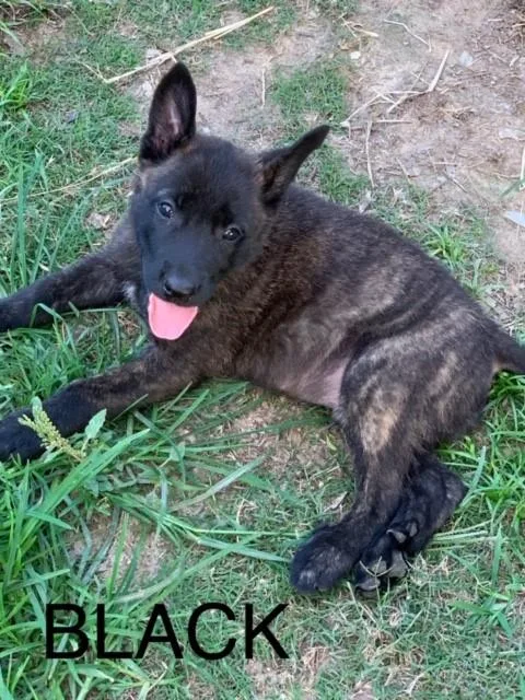 Dutch Shepherd Puppies BORN 4319
