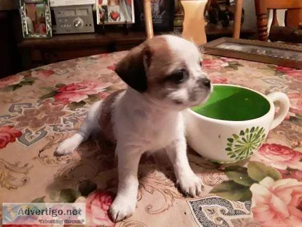 Shichi )Shih tzuChihuahua)