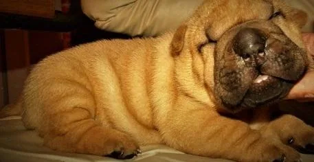 Very Beautiful socialized Chinese Shar Pei puppies for sale