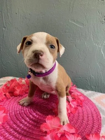 Pitbull puppies