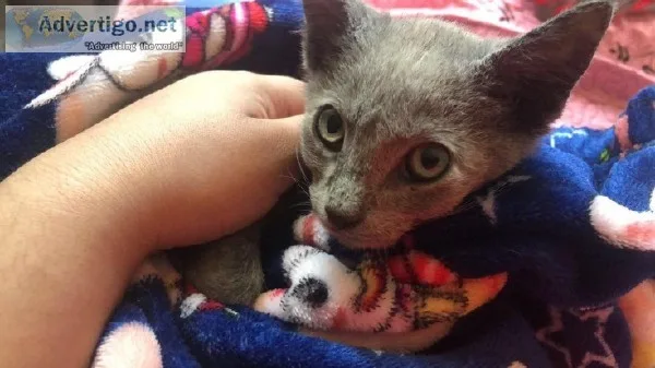 Kitten