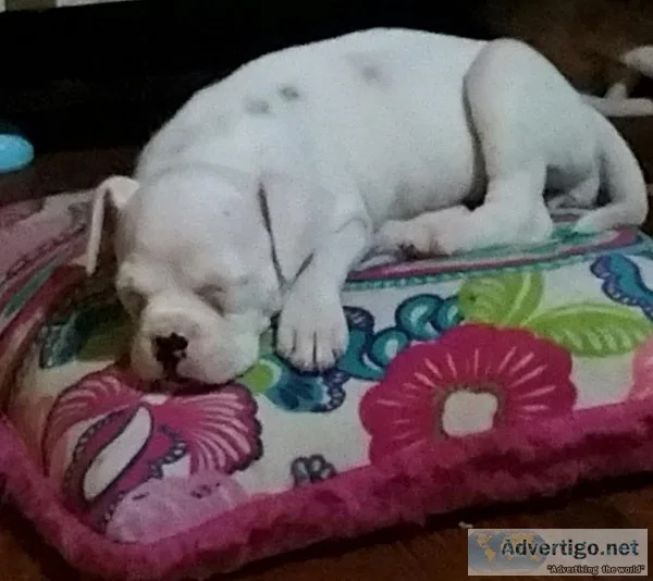 Boxer Puppies For Sale