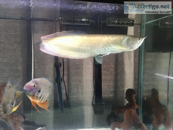 Rehoming Arrowana