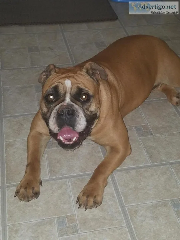 Female Old English Style Bulldog