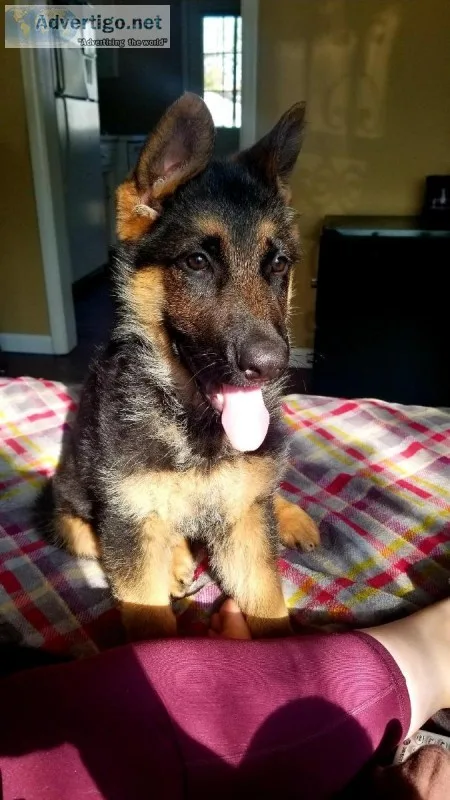 German Shepherd need a forever home