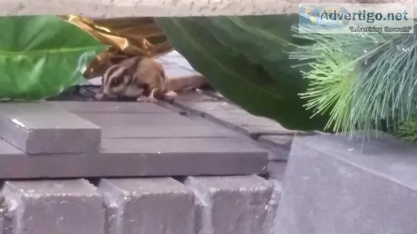 Sugar Glider female baby