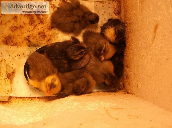Call Ducklings