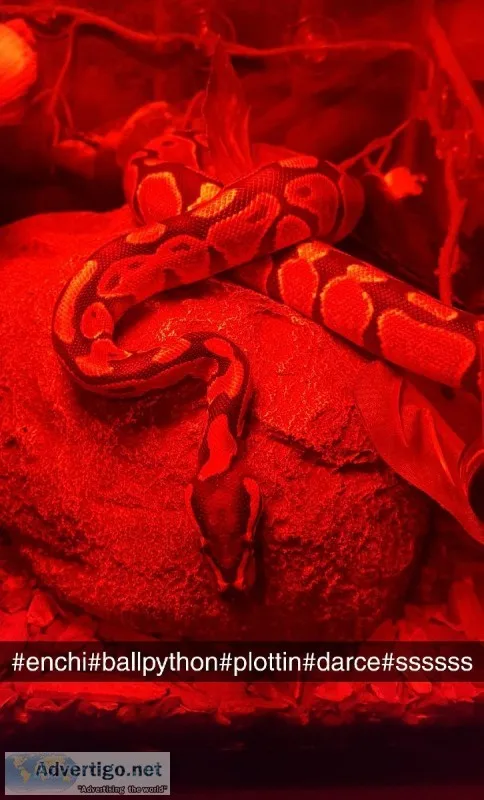 Enchi ball python (2yearsold female)