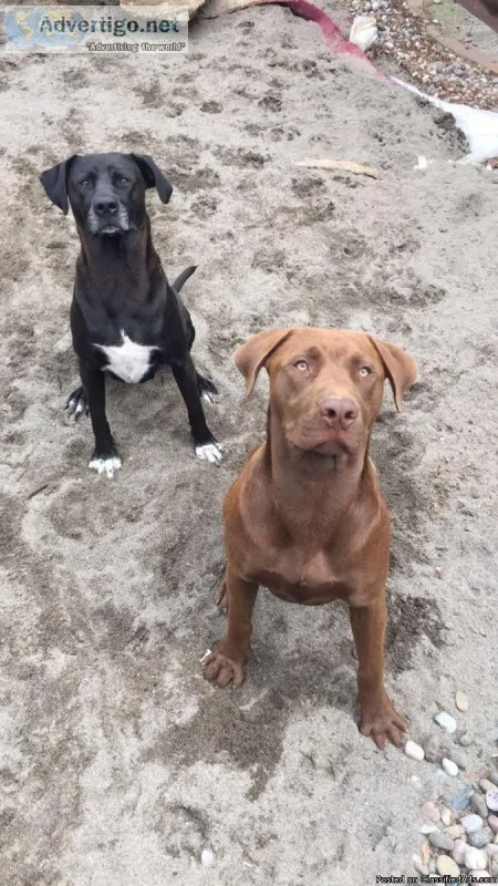Pitbull lab mix puppies