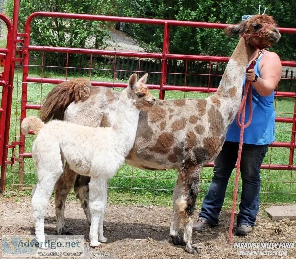 Female Llama