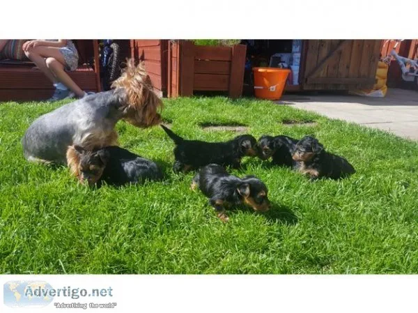 Beautiful yorkies puppies for sale Boys and girls available