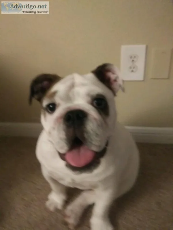 English bulldog