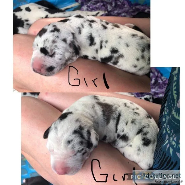 Great Dane Puppies