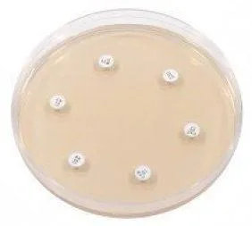 Mueller Hinton Agar Composition