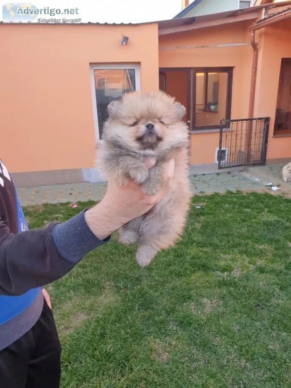 super tiny Pomeranian bear face Truly rare colour