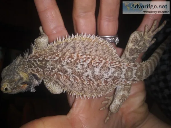 Baby female bearded dragon