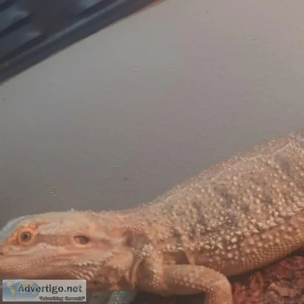 Adult female bearded dragon